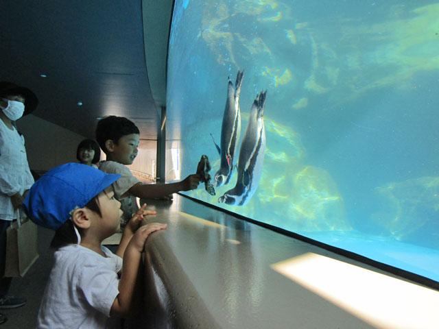 「ペンギンって泳ぐの上手だなぁ～」