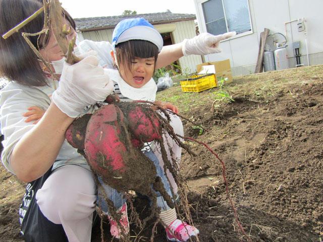 生まれて初めて掘りたてのお芋を目にして…「こわいよ～💦」