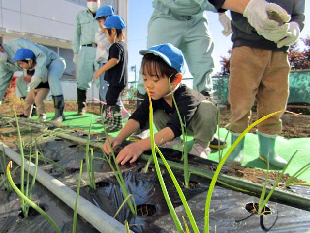 「へ～これが玉ねぎになるんだね。」